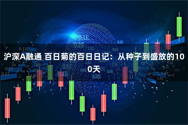 沪深A融通 百日菊的百日日记：从种子到盛放的100天